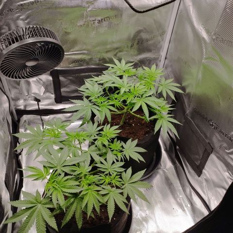 Northern Light growlog timeline photo
