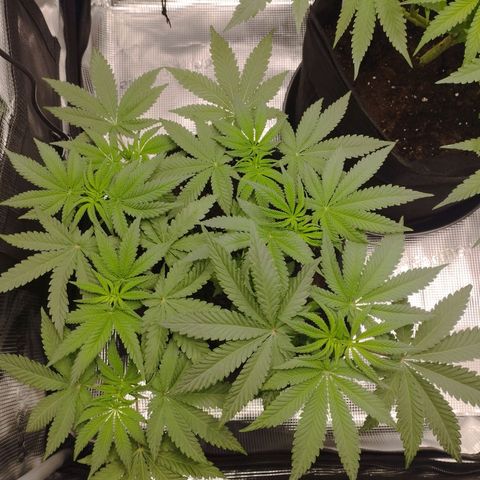 Northern Light growlog timeline photo