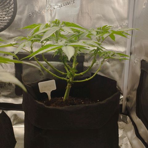 Northern Light growlog timeline photo