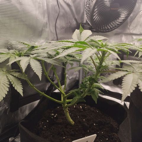Northern Light growlog timeline photo