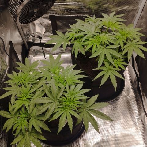 Northern Light growlog timeline photo