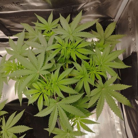 Northern Light growlog timeline photo