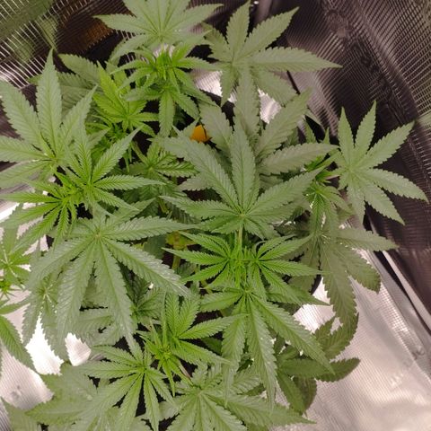 Northern Light growlog timeline photo