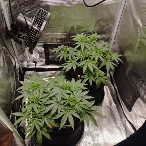 Northern Light growlog timeline photo
