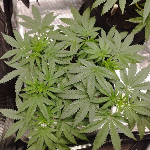 Northern Light growlog timeline photo