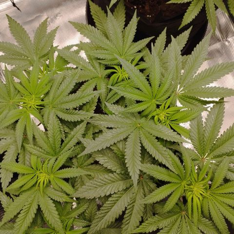 Northern Light growlog timeline photo