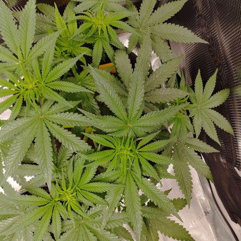 Northern Light growlog timeline photo