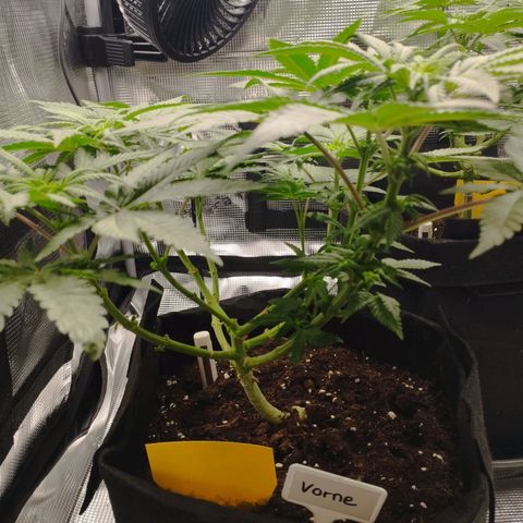 Northern Light growlog timeline photo