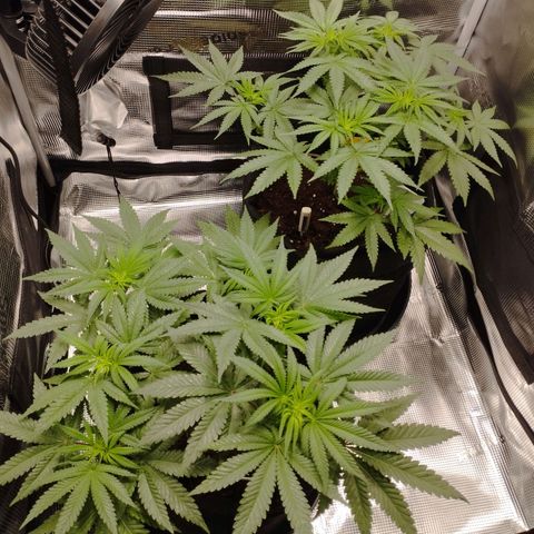 Northern Light growlog timeline photo