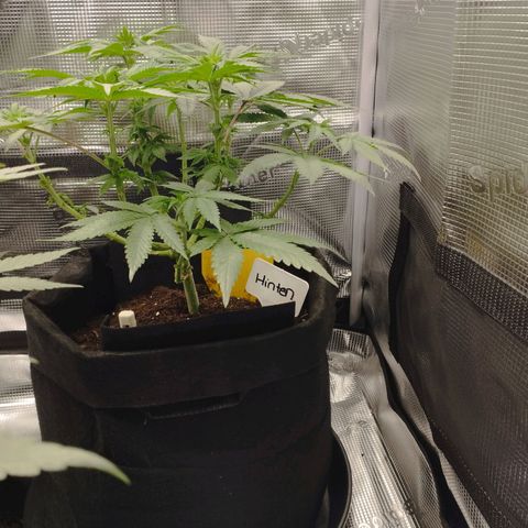 Northern Light growlog timeline photo