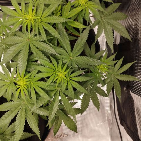 Northern Light growlog timeline photo