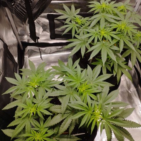 Northern Light growlog timeline photo