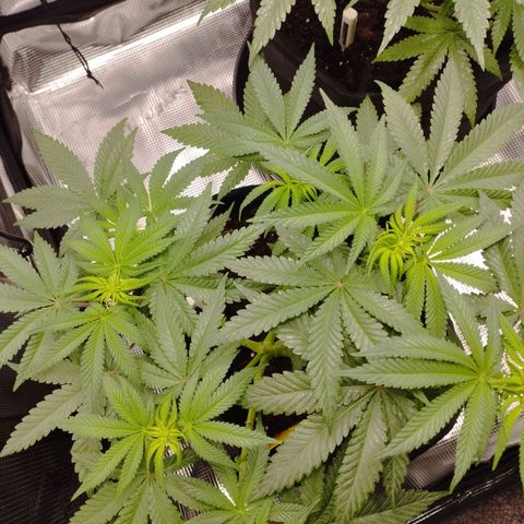 Northern Light growlog timeline photo