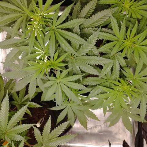 Northern Light growlog timeline photo