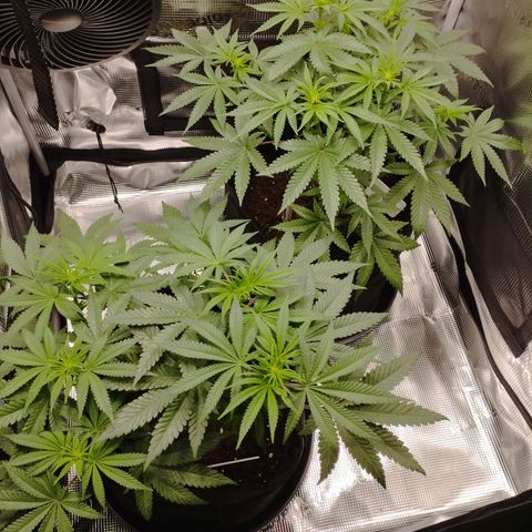 Northern Light growlog timeline photo