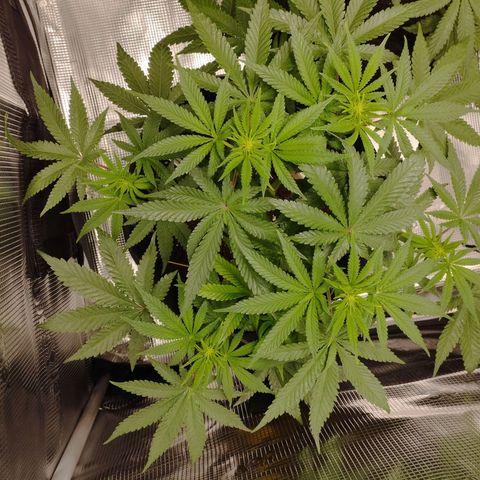 Northern Light growlog timeline photo