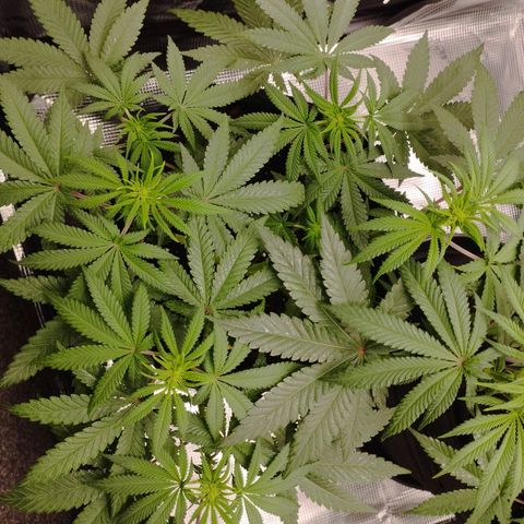 Northern Light growlog timeline photo