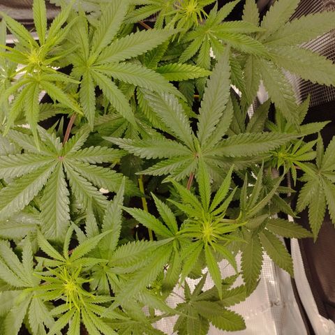 Northern Light growlog timeline photo