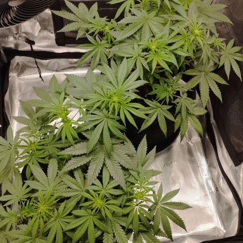 Northern Light growlog timeline photo