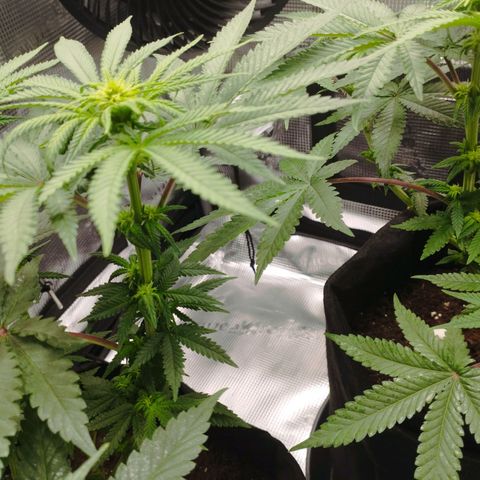 Northern Light growlog timeline photo