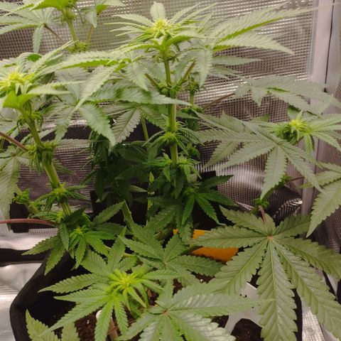 Northern Light growlog timeline photo