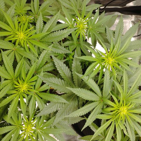 Northern Light growlog timeline photo