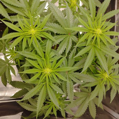 Northern Light growlog timeline photo