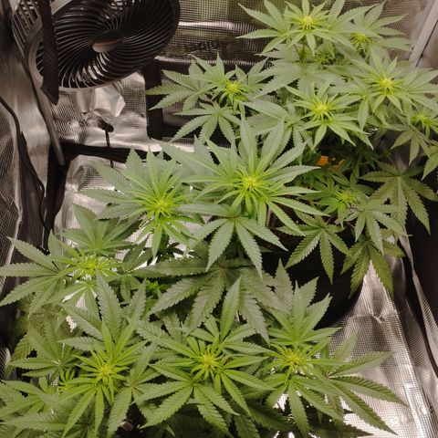 Northern Light growlog timeline photo