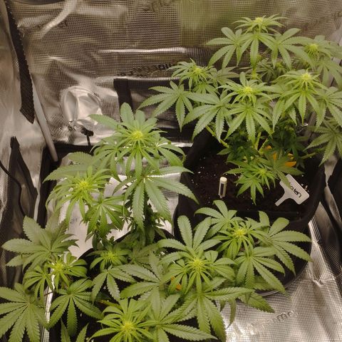 Northern Light growlog timeline photo