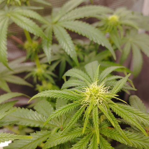 Northern Light growlog timeline photo