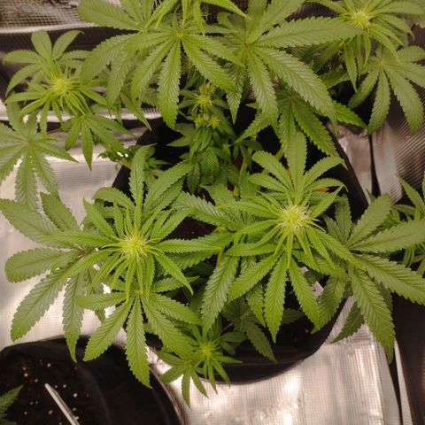 Northern Light growlog timeline photo