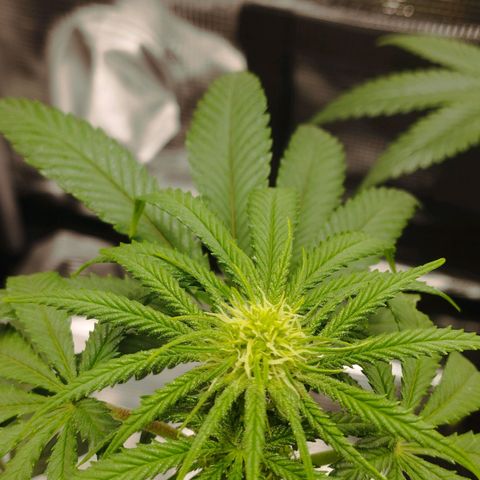 Northern Light growlog timeline photo