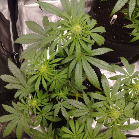 Northern Light growlog timeline photo