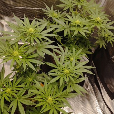 Northern Light growlog timeline photo
