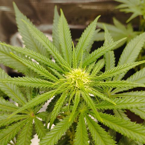 Northern Light growlog timeline photo