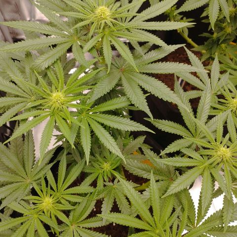 Northern Light growlog timeline photo