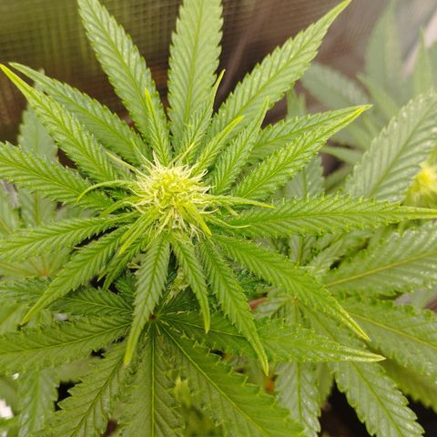 Northern Light growlog timeline photo