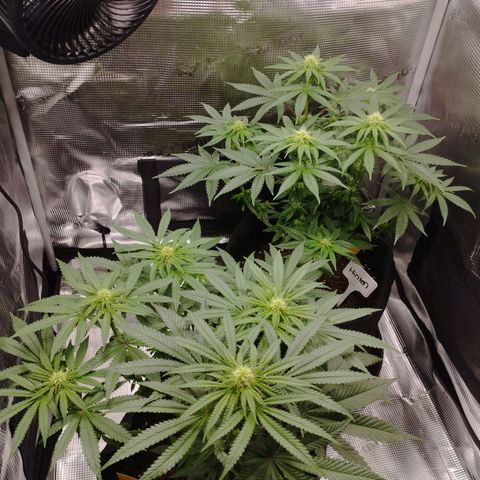 Northern Light growlog timeline photo