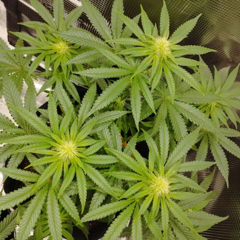 Northern Light growlog timeline photo