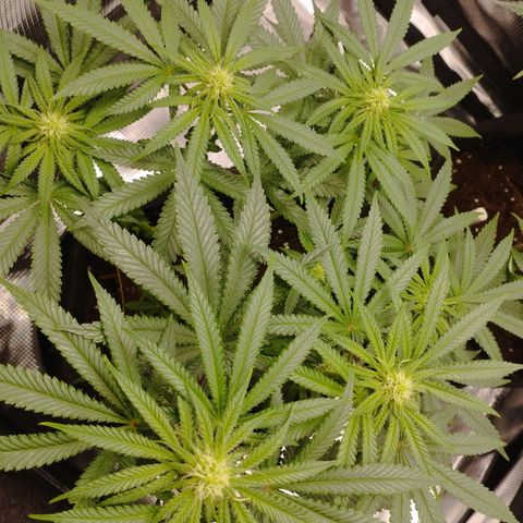 Northern Light growlog timeline photo