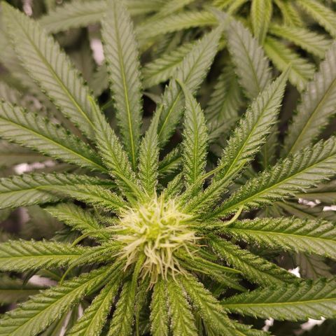 Northern Light growlog timeline photo