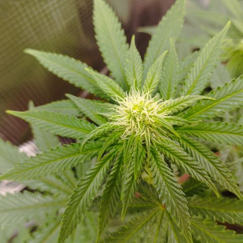 Northern Light growlog timeline photo