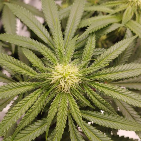Northern Light growlog timeline photo