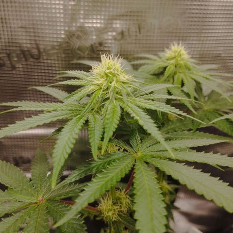 Northern Light growlog timeline photo
