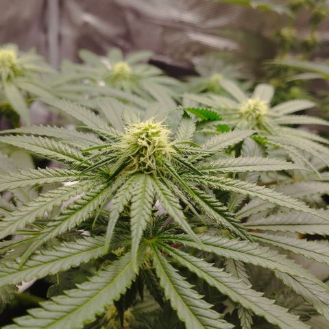 Northern Light growlog timeline photo
