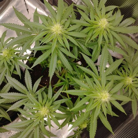 Northern Light growlog timeline photo