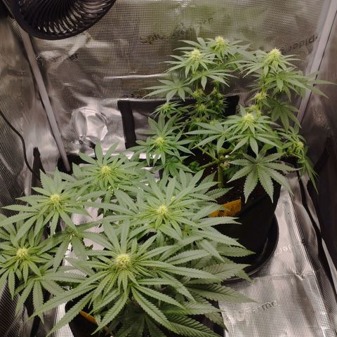 Northern Light growlog timeline photo