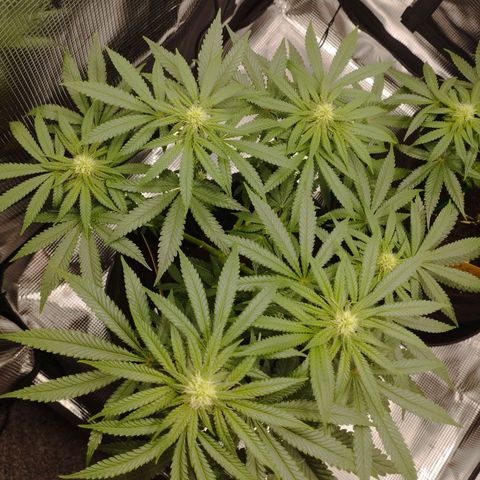 Northern Light growlog timeline photo