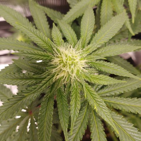 Northern Light growlog timeline photo