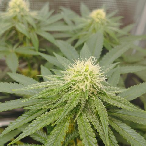 Northern Light growlog timeline photo